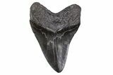 Fossil Megalodon Tooth - South Carolina #299728-2